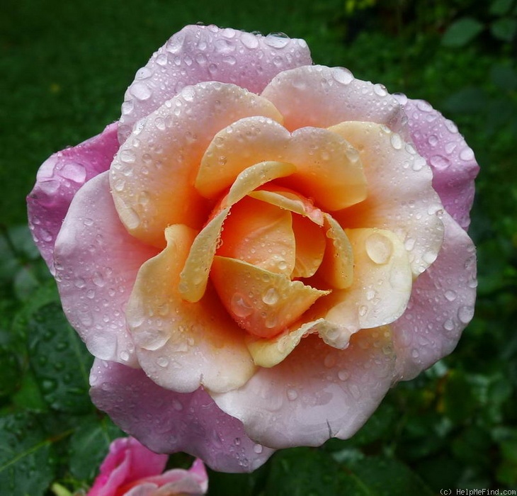 'Charming Rose' rose photo