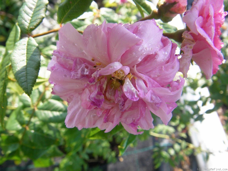 'Château de la Juvénie' rose photo