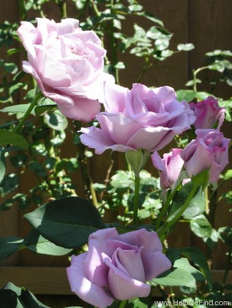 'Blue Ribbon' rose photo