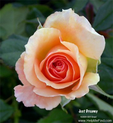 'Just Dreamy' rose photo