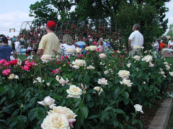 'Wilson Rose Garden'  photo