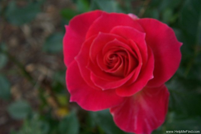 'Sorbet Bouquet ™' rose photo