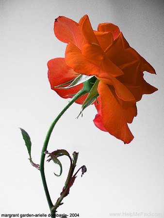 'Arielle Dombasle ®' rose photo