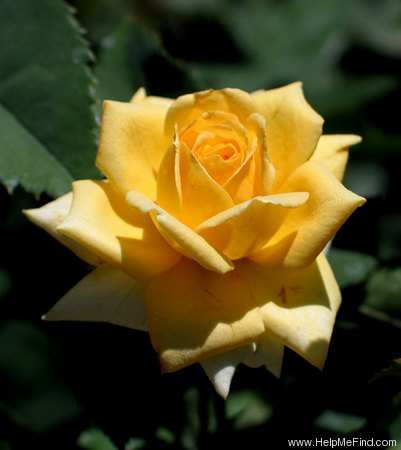 'Olympic Gold (miniature, Jolly, 1983)' rose photo