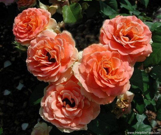 'Brass Band ™' rose photo