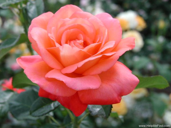 'Voodoo (hybrid tea, Christensen, 1988)' rose photo