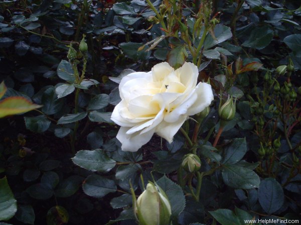 'Summer Palace ®' rose photo