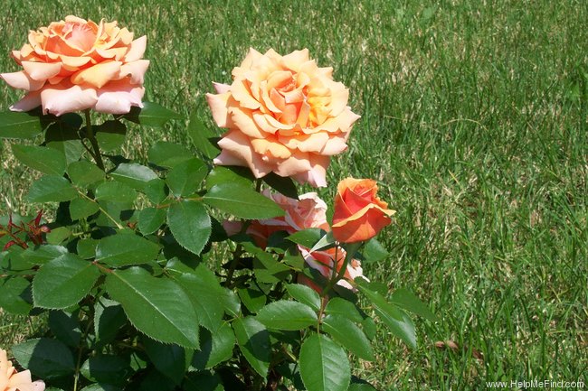 'Nancy Reagan ™ (hybrid tea, Zary 2005)' rose photo