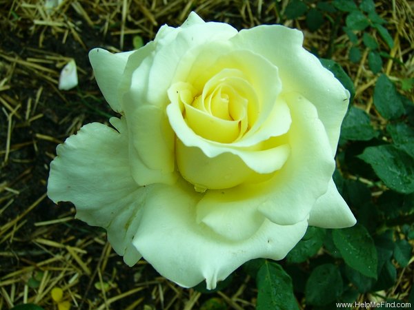 'Peaudouce' rose photo