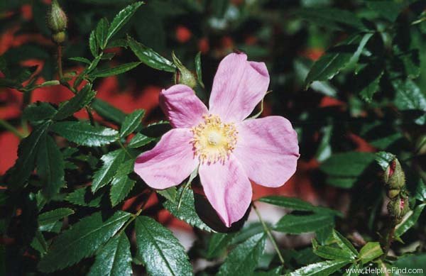 '<i>Rosa nitida</i> Willd.' rose photo