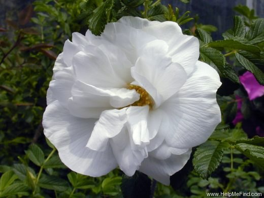 '<i>Rosa rugosa</i> var. <i>albaplena</i> Rehder' rose photo
