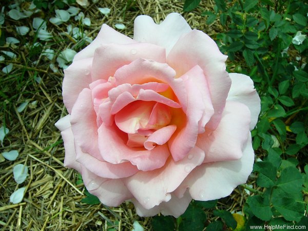 'Tiffany (hybrid tea, Lindquist, 1953)' rose photo