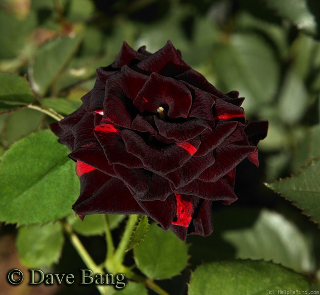 'Vampire' rose photo