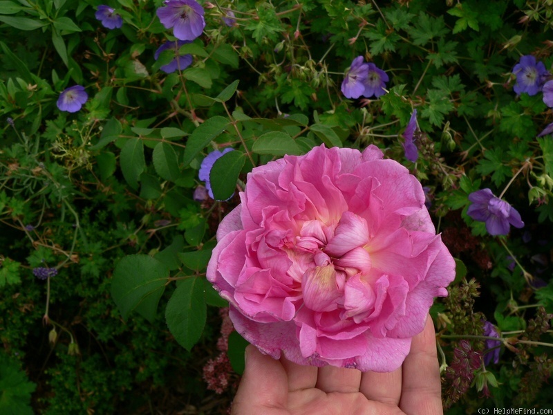 'Trevor Griffiths' rose photo