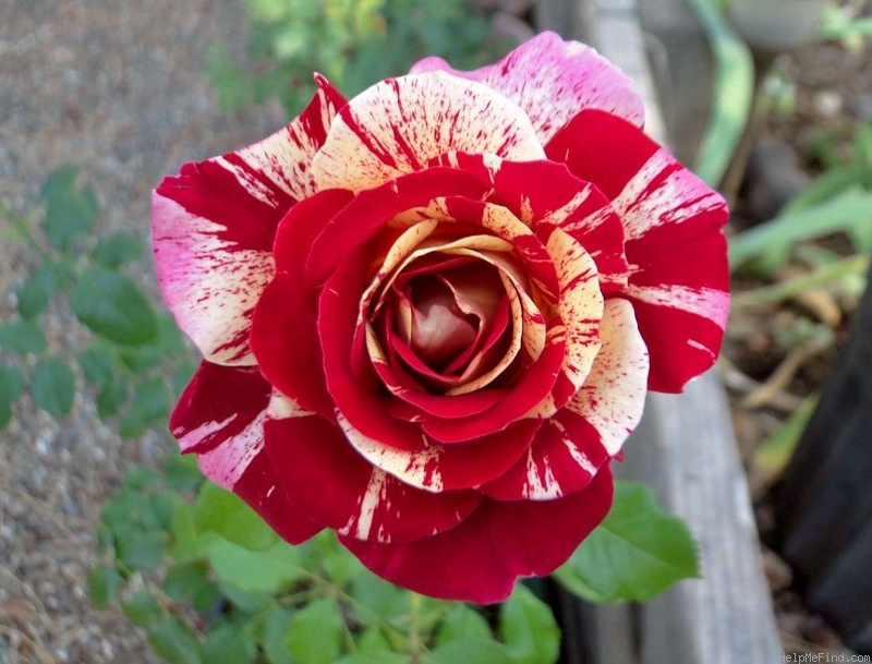 'All American Magic ™' rose photo