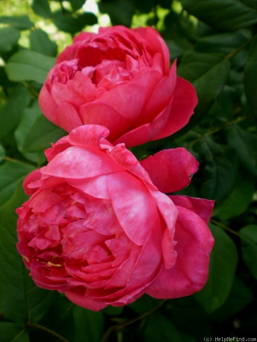 'Benjamin Britten' rose photo