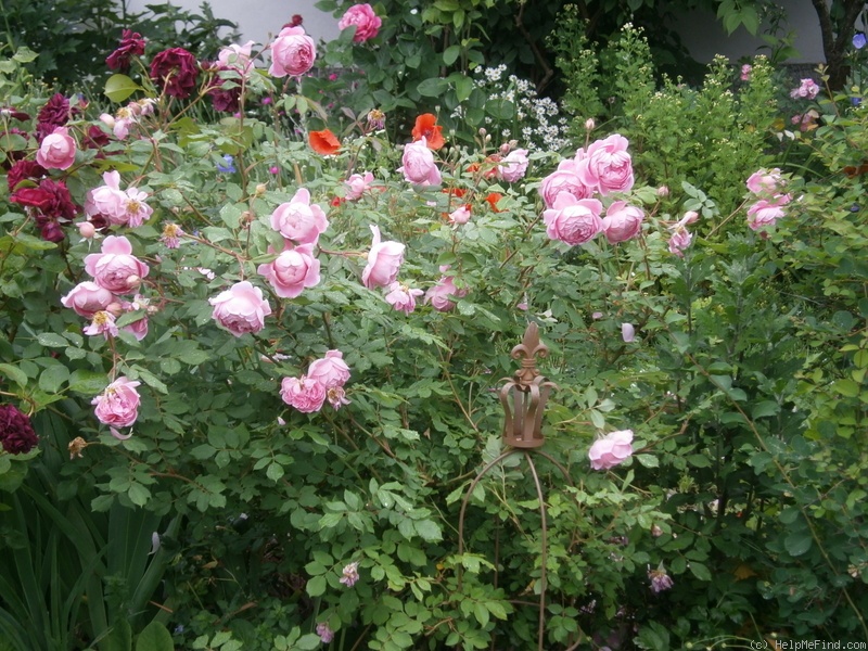 'Alan Titchmarsh' rose photo