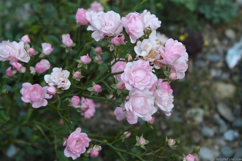 'Petite Françoise' rose photo
