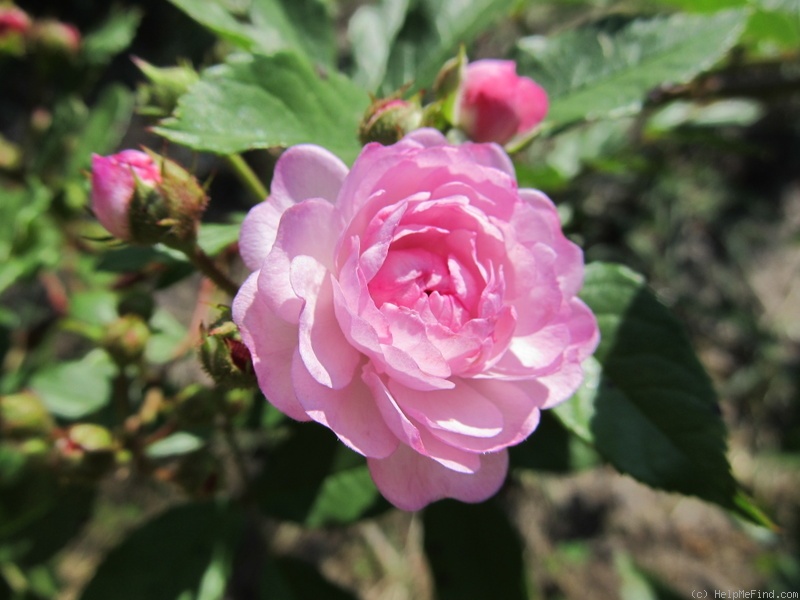 'Vineyard Song' rose photo