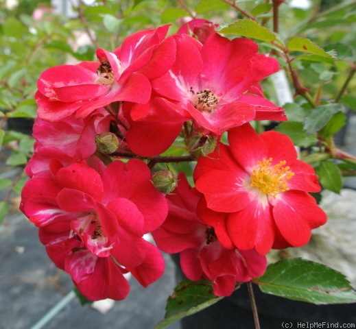'Pollux ®' rose photo