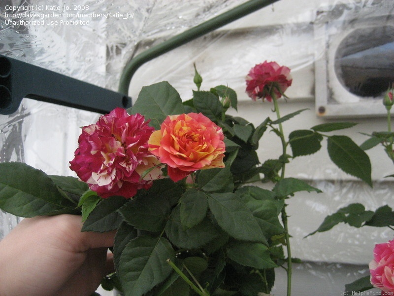 'Isolde Hit ® (Miniature, Oleson, 2004)' rose photo