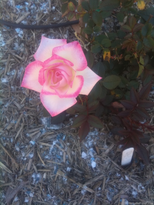'Pink Lulu' rose, click to enlarge 'Pink Lulu' rose photo