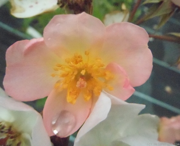 'Smarty ® (shrub, Ilsink 1977)' rose photo