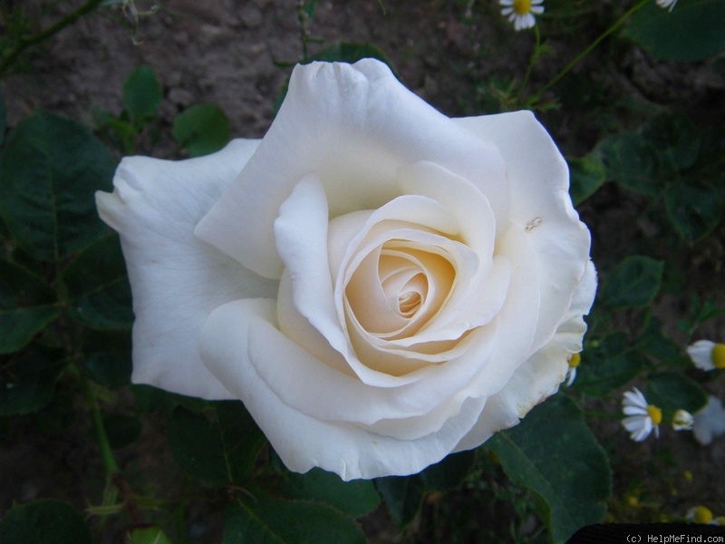 'Chopin (hybrid tea, Zyla, 1980)' rose photo