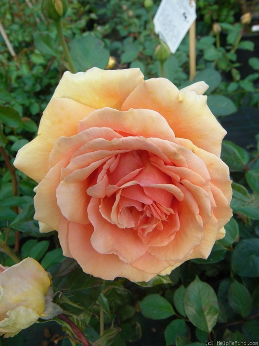 'Ashram ® (hybrid tea, Evers/Tantau, 1998)' rose photo