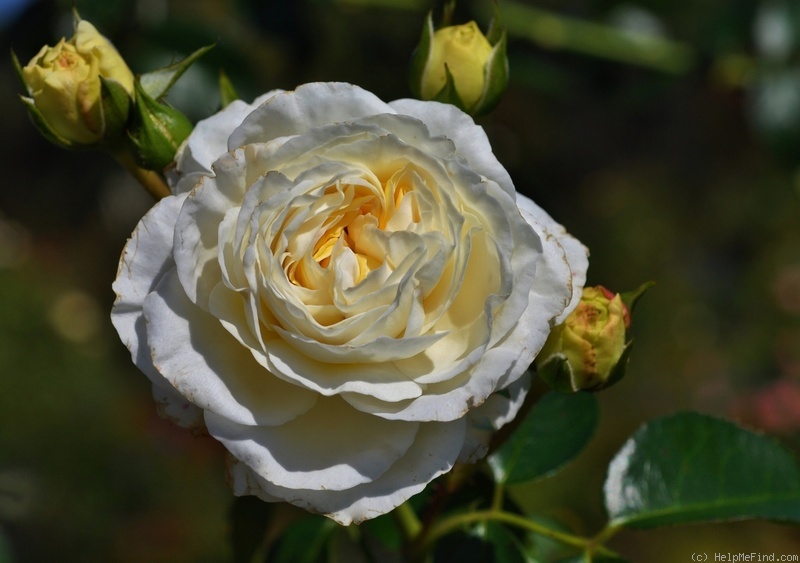 'Clarence House' rose photo