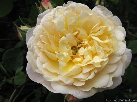 'Lemon Blush' rose photo