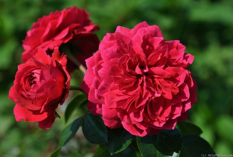 'Red Leonardo da Vinci' rose photo