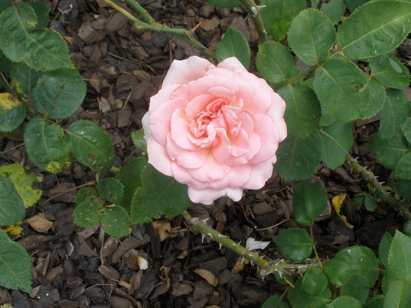 'Guy de Maupassant ®' rose photo