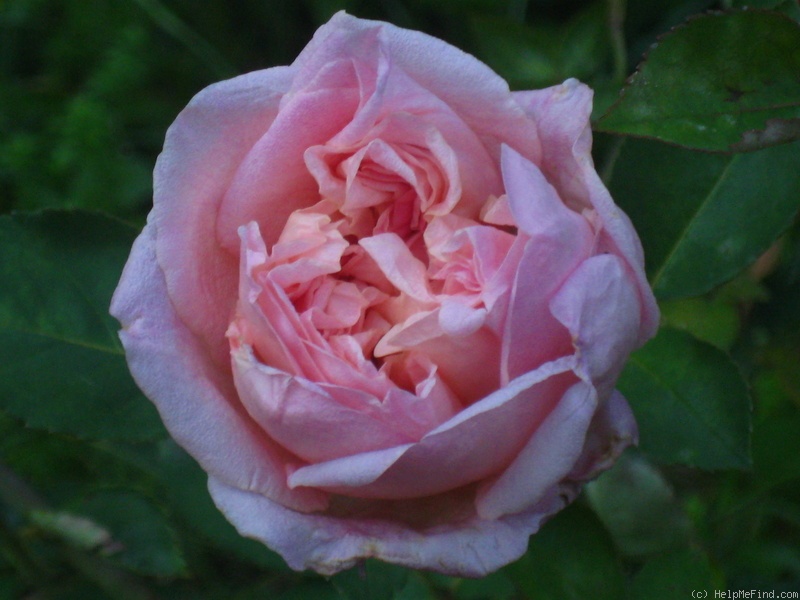 'Louis Richard' rose photo