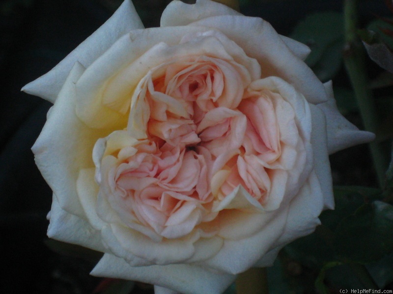 'Louis Richard' rose photo