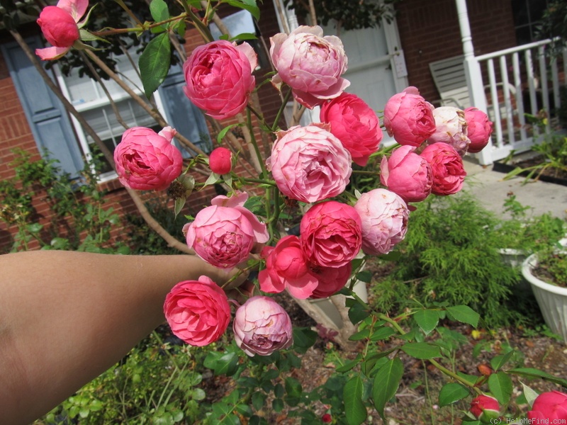 'Pomponella ® (floribunda, Kordes 2005)' rose photo