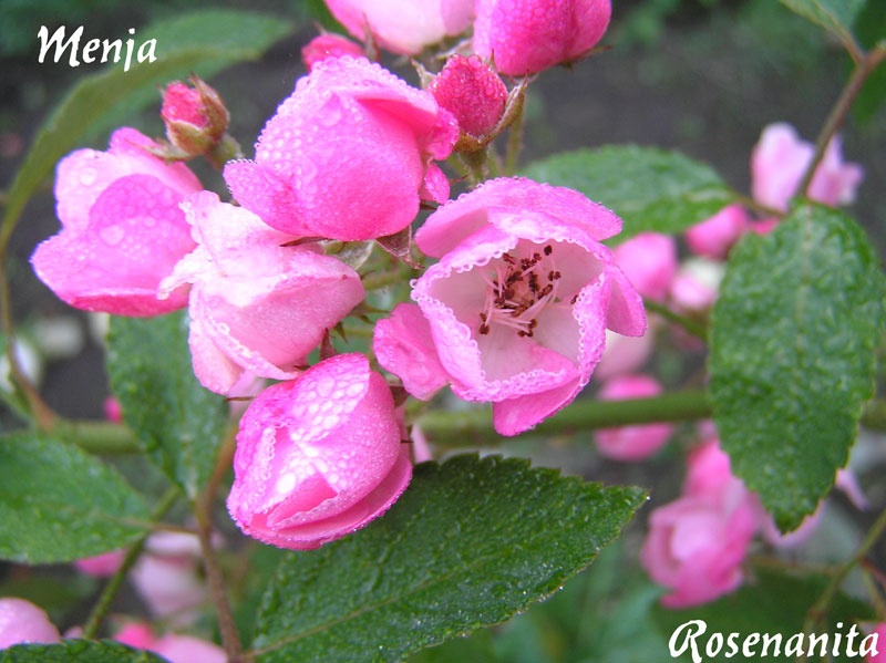 'Menja' rose, click to enlarge 'Menja' rose photo