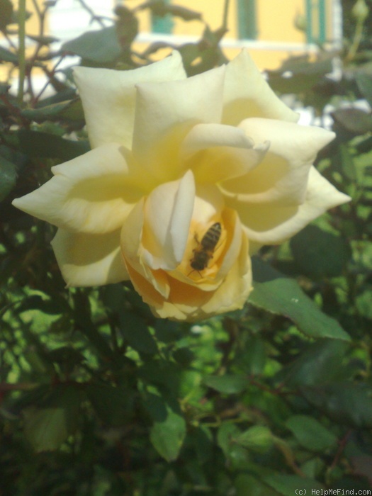 'Margaret Dickson Hamill' rose photo