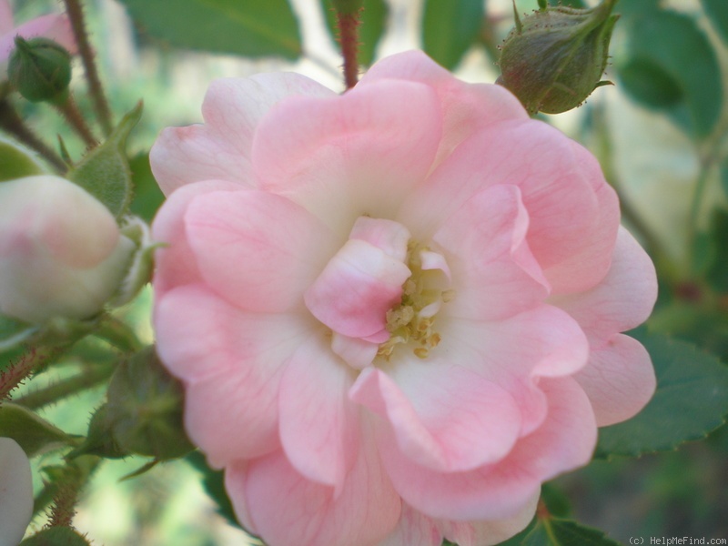 'The Fairy' rose photo