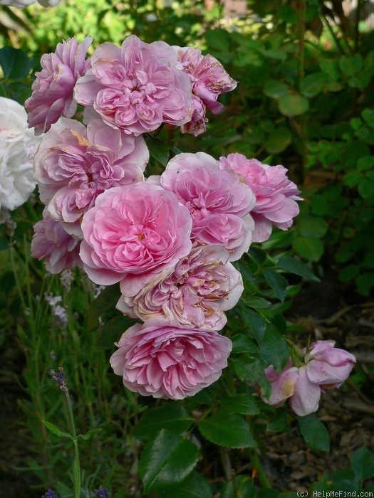 'Roseninsel' rose, click to enlarge 'Roseninsel' rose photo