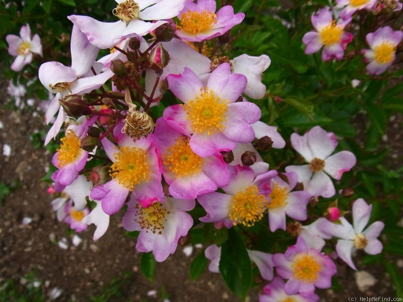 'Crocata' rose photo