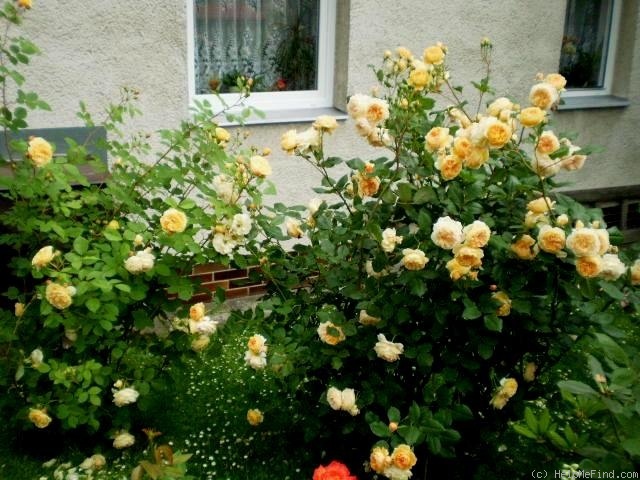 'Teasing Georgia' rose photo
