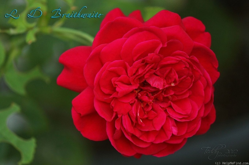 'L. D. Braithwaite' rose photo