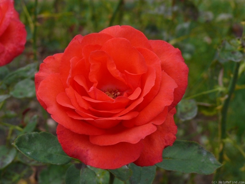 'Rakete' rose photo