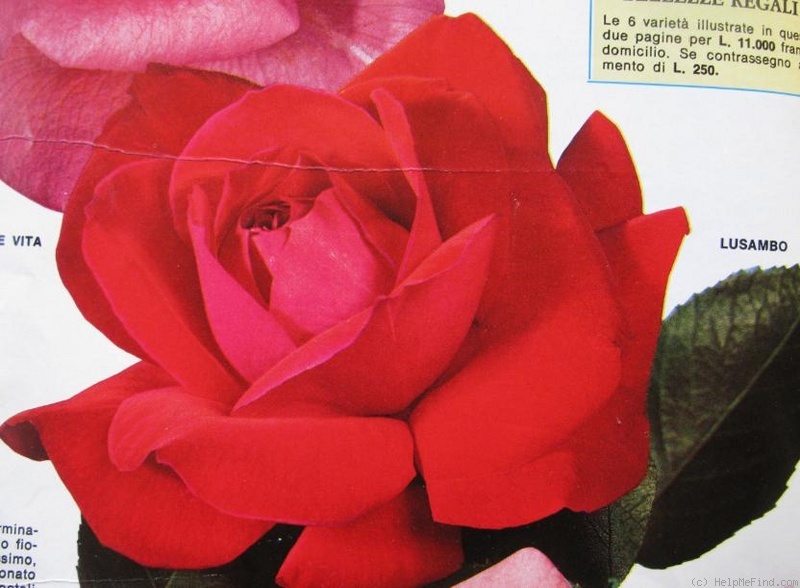 'Lusambo ™ (floribunda, Meilland 1973)' rose photo