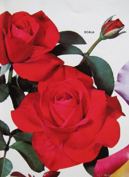'Scala (hybrid tea, Gaujard, 1970)' rose photo