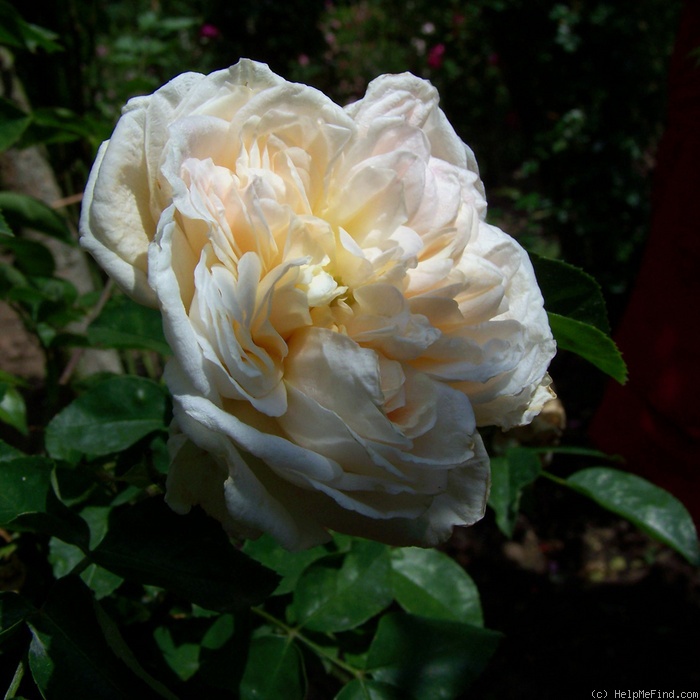 'Marco' rose photo