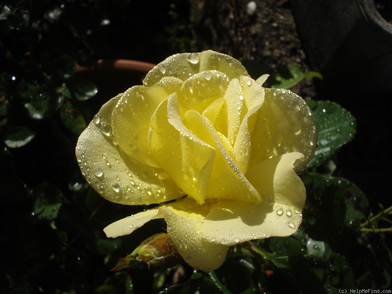 'Bright Smile ®' rose photo
