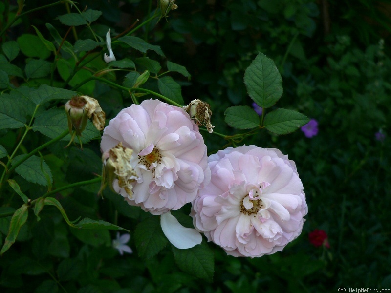 'Lady Salisbury' rose photo