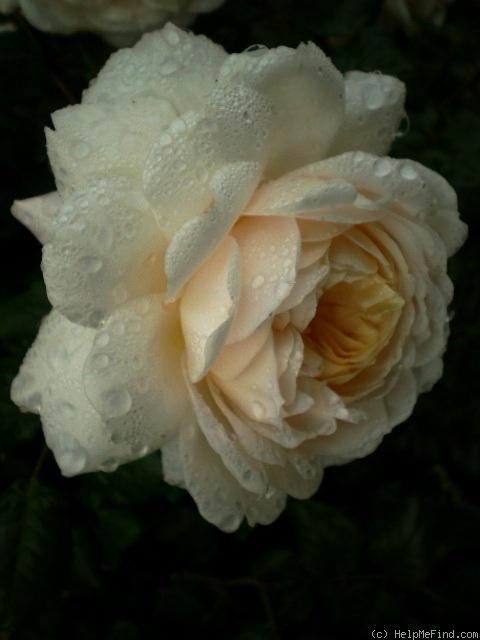 'Crocus Rose' rose photo